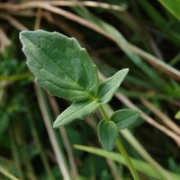 Valeriana moonii Arn. ex C.B.Clarke